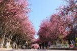 楚雄師范學(xué)院——櫻花爛漫